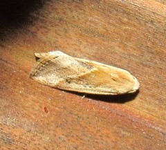Micrathetis dasarada
