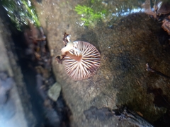 Fungi