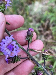 Liatris squarrulosa