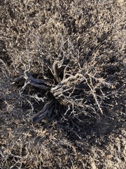 Artemisia spinescens