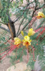 Erythrostemon gilliesii