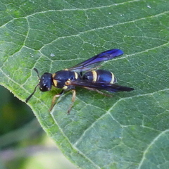 Parancistrocerus perennis