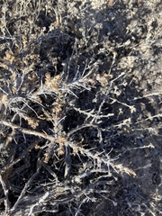 Artemisia spinescens