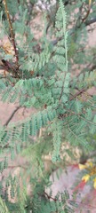 Erythrostemon gilliesii