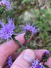 Liatris squarrulosa