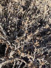 Artemisia spinescens