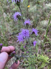 Liatris squarrulosa