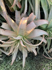 Aloe