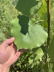 Populus fremontii