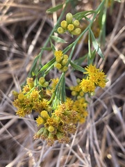 Euthamia occidentalis