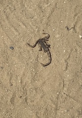 Paruroctonus silvestrii