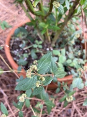 Euphorbia ophthalmica