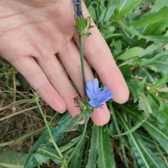 Cichorium intybus