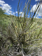 Ephedra