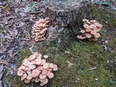 Desarmillaria