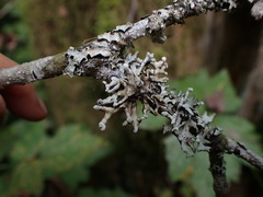 Hypogymnia tubulosa