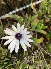 Dimorphotheca