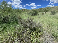 Ephedra