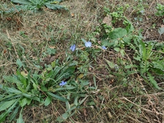 Cichorium intybus