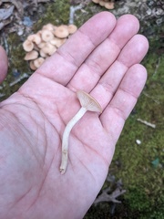 Desarmillaria