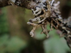 Hypogymnia tubulosa