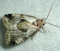 Maliattha synochitis