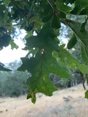 Quercus garryana