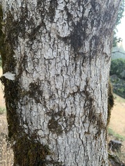 Quercus garryana