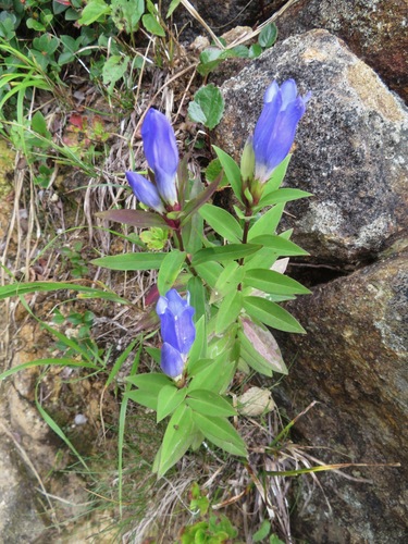 Gentiana makinoi, photograph 2