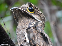 Nyctibius griseus