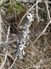 Parmelioideae