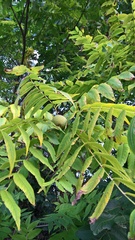 Juglans nigra