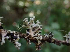 Hypogymnia tubulosa
