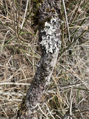 Parmelioideae
