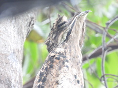 Nyctibius griseus