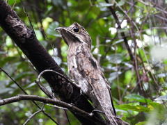 Nyctibius griseus