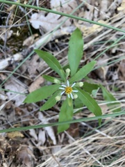 Eurybia radulina