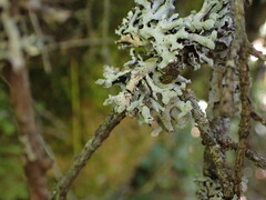 Hypogymnia tubulosa