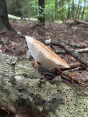 Polyporus fagicola