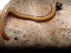 Geonemertes pelaensis