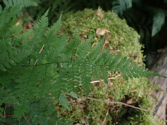 Dryopteris expansa
