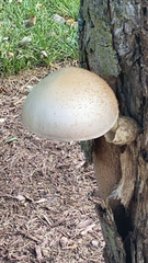 Volvariella bombycina