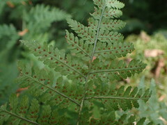 Dryopteris expansa