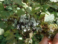 Cetrelia cetrarioides