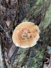 Polyporus fagicola