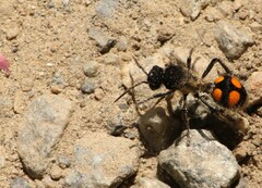 Traumatomutilla inermis