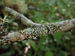 Menegazzia subsimilis