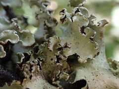 Cetrelia cetrarioides