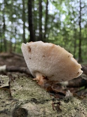 Polyporus fagicola