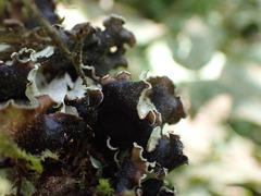 Cetrelia cetrarioides